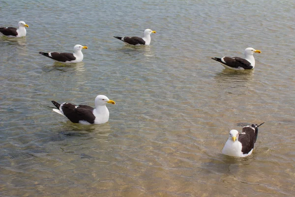 Gaivota na praia. Gaivota — Fotografia de Stock