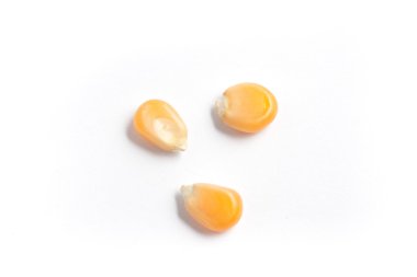 Mısır taneleri yakın çekim