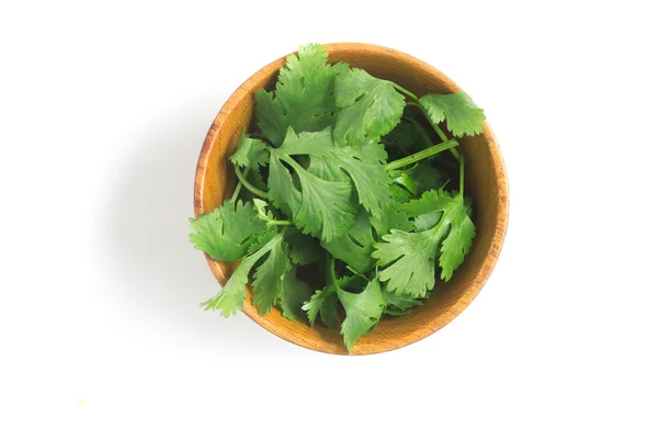 Fresh Coriander into a bowl — Stock Photo, Image