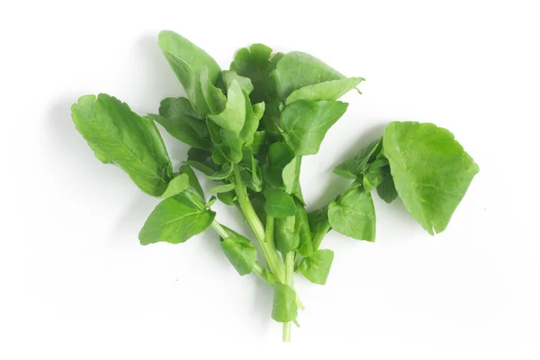 Raw Watercress Leaves — Stock Photo, Image