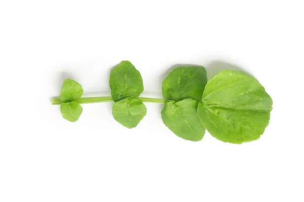 Raw Watercress Leaves — Stock Photo, Image