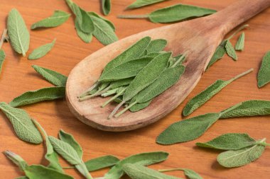 Ada çayı. İletişim Bahçe adaçayı