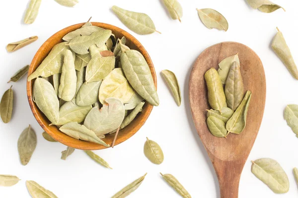 Brezilyalı Boldo bir kasenin içine bırakır