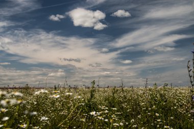 Papatya alan ve güzel bulutlar
