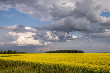 mavi gökyüzünün altında sarı alan