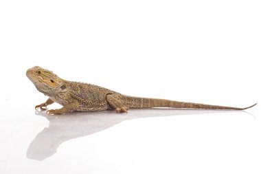 Beyaz bir arka planda reklam için çok serin sevimli kertenkele