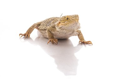 Beyaz bir arka planda reklam için çok serin sevimli kertenkele