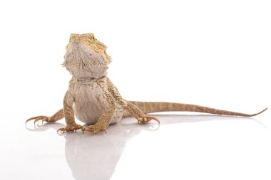 cute lizard on a white background very cool for advertising clipart