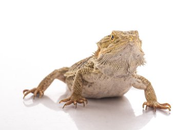 Beyaz bir arka planda reklam için çok serin sevimli kertenkele