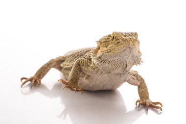 Beyaz bir arka planda reklam için çok serin sevimli kertenkele