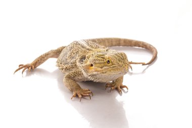 Beyaz bir arka planda reklam için çok serin sevimli kertenkele