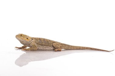 Beyaz bir arka planda reklam için çok serin sevimli kertenkele