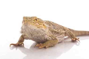 Beyaz bir arka planda reklam için çok serin sevimli kertenkele