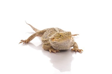 Beyaz bir arka planda reklam için çok serin sevimli kertenkele