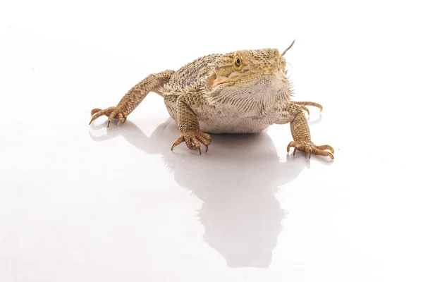 Cute lizard on a white background very cool for advertising — Stock Photo, Image