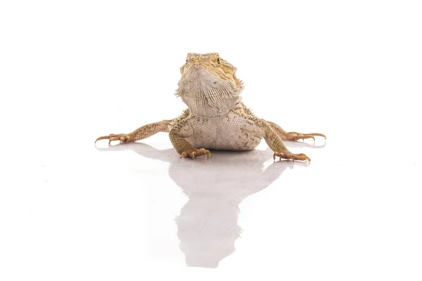 Ładny jaszczurka na białym tle bardzo fajne reklamy — Zdjęcie stockowe