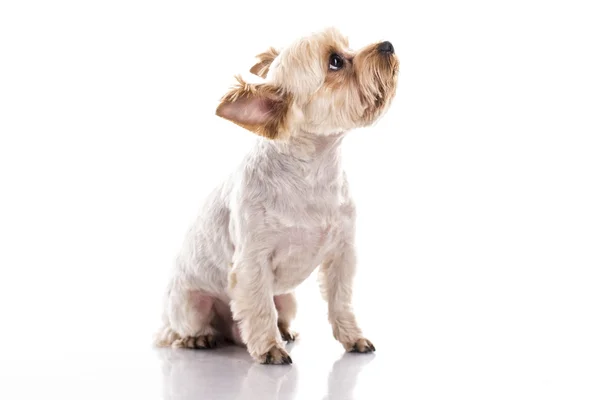 Beyaz bir arka plan üzerinde sevimli küçük köpek