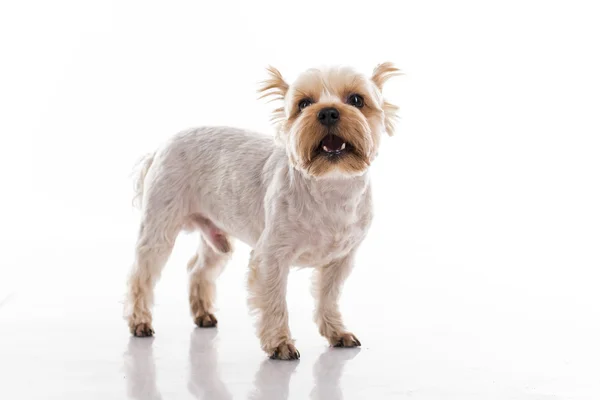 Cão pequeno bonito em um fundo branco — Fotografia de Stock