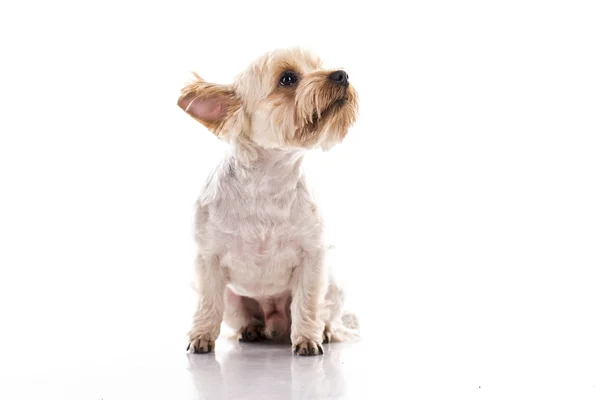 Beyaz bir arka plan üzerinde sevimli küçük köpek