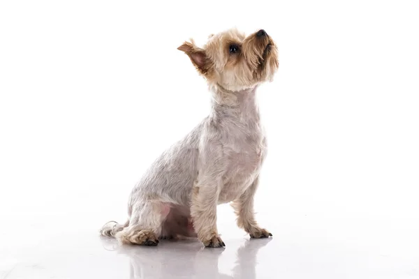 Lindo perrito sobre un fondo blanco —  Fotos de Stock