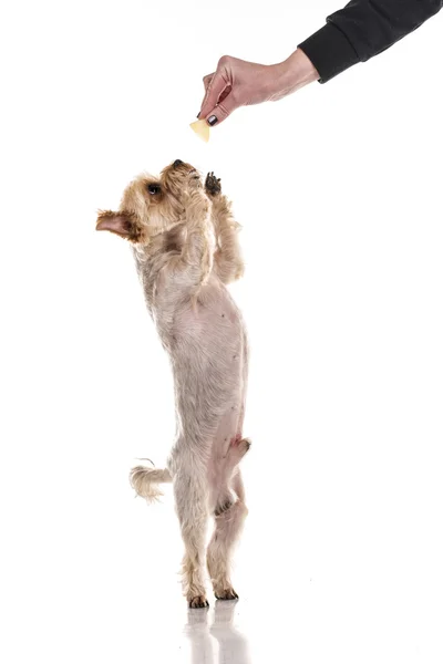 Lindo perrito sobre un fondo blanco — Foto de Stock