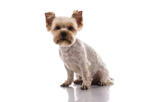 Beyaz bir arka plan üzerinde sevimli küçük köpek