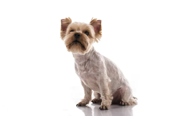 Beyaz bir arka plan üzerinde sevimli küçük köpek