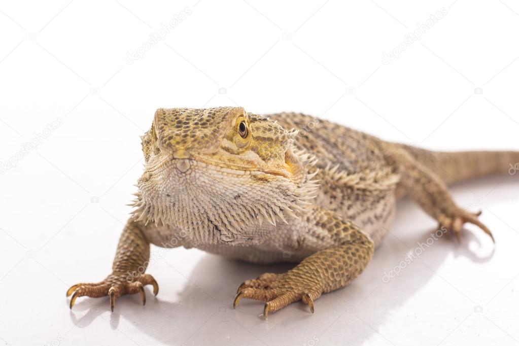 cute lizard on a white background very cool for advertising