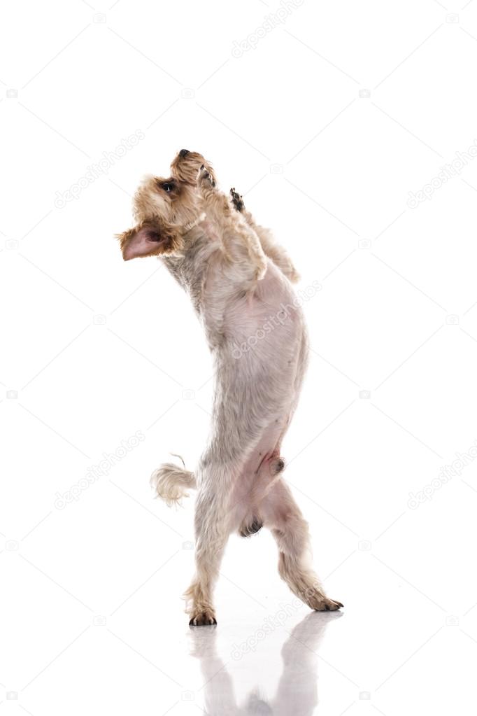 Mignon Petit Chien Sur Fond Blanc Photographie Ujbooking