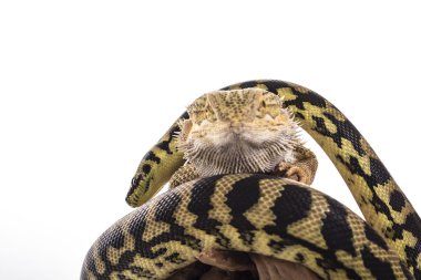 Oldukça serin kertenkele ve sevimli yılan python ile beyaz bir arka plan üzerinde dostça kucaklıyor