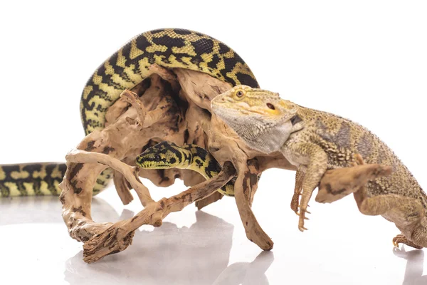 Vrij koel lizard en cute snake python in vriendelijke omarmt op een witte achtergrond — Stockfoto