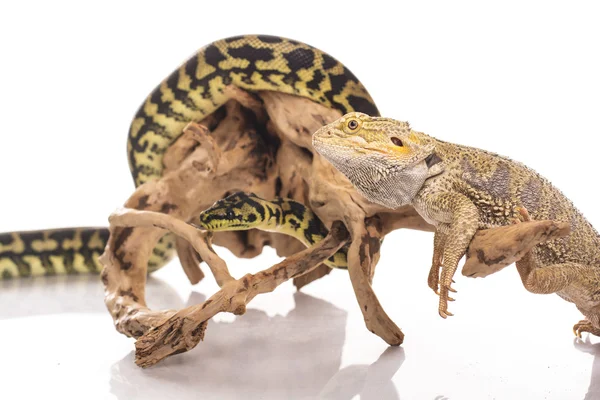 Pretty cool lizard and cute snake python in friendly embraces on a white background — Stock Photo, Image