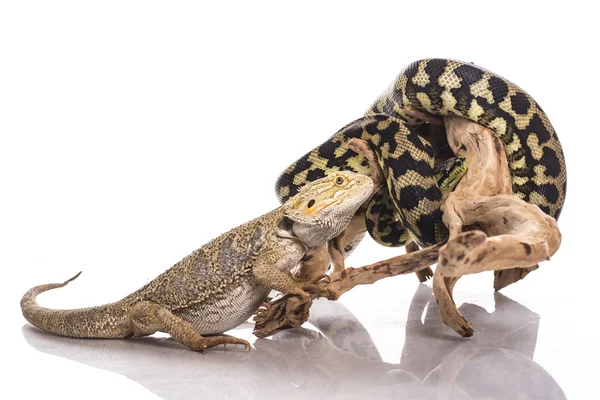 Oldukça serin kertenkele ve sevimli yılan python ile beyaz bir arka plan üzerinde dostça kucaklıyor