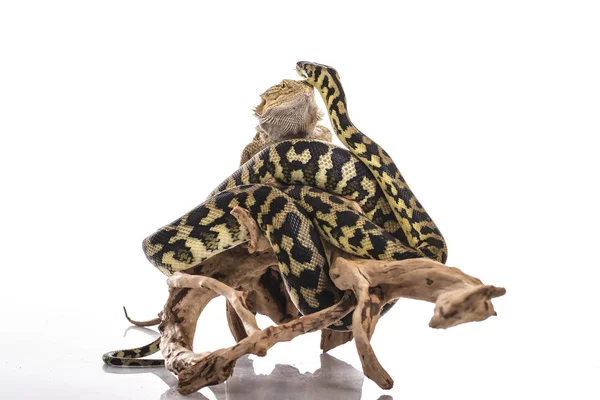 Bastante fresco lagarto y lindo serpiente pitón en amistoso abraza sobre un fondo blanco — Foto de Stock