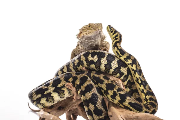 Plutôt cool lézard et python serpent mignon dans des étreintes amicales sur un fond blanc — Photo