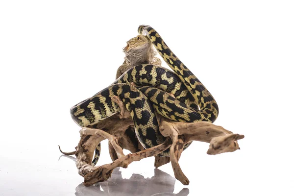 Lagarto muito legal e pitão cobra bonito em abraços amigáveis em um fundo branco — Fotografia de Stock