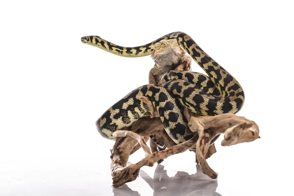 Vrij koel lizard en cute snake python in vriendelijke omarmt op een witte achtergrond — Stockfoto