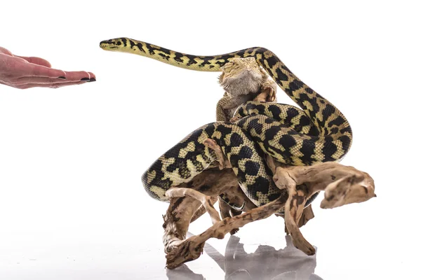 Pretty cool lizard and cute snake python in friendly embraces on a white background — Stock Photo, Image