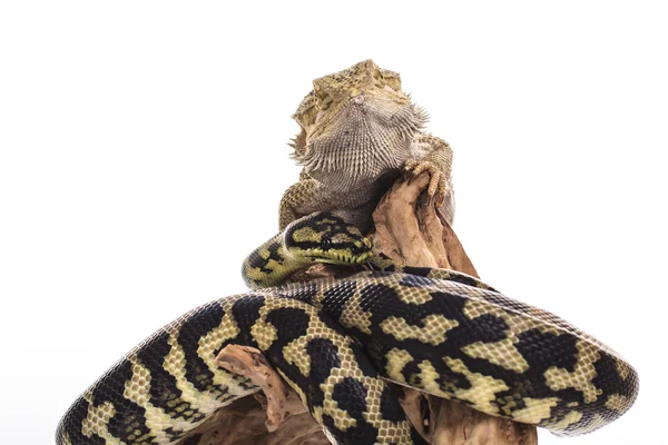 Oldukça serin kertenkele ve sevimli yılan python ile beyaz bir arka plan üzerinde dostça kucaklıyor