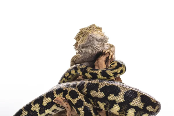 Lagarto muito legal e pitão cobra bonito em abraços amigáveis em um fundo branco — Fotografia de Stock