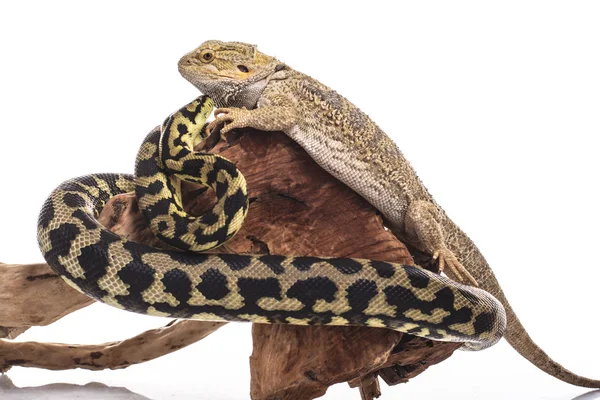 Oldukça serin kertenkele ve sevimli yılan python ile beyaz bir arka plan üzerinde dostça kucaklıyor