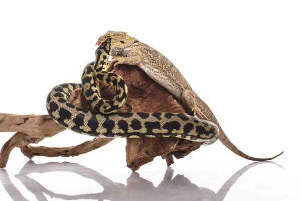 Oldukça serin kertenkele ve sevimli yılan python ile beyaz bir arka plan üzerinde dostça kucaklıyor