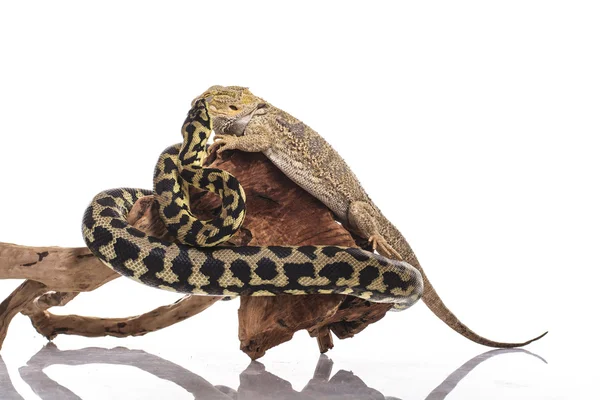 Pretty cool lizard and cute snake python in friendly embraces on a white background — Stock Photo, Image