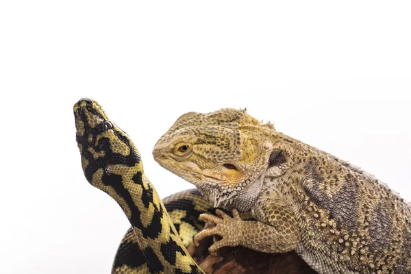 Pretty cool lizard and cute snake python in friendly embraces on a white background — Stock Photo, Image