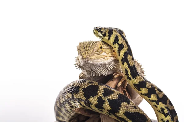 Docela v pohodě ještěrka a roztomilý had python v přátelské objetí na bílém pozadí — Stock fotografie