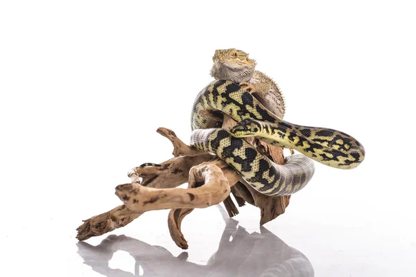 Pretty cool lizard and cute snake python in friendly embraces on a white background — Stock Photo, Image