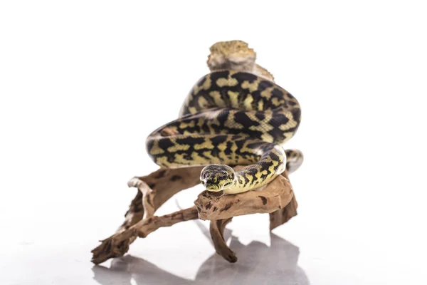 Pretty cool lizard and cute snake python in friendly embraces on a white background — Stock Photo, Image
