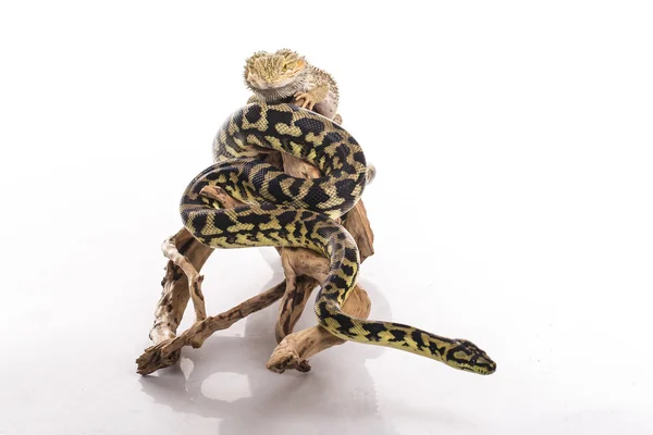 Lagarto muito legal e pitão cobra bonito em abraços amigáveis em um fundo branco — Fotografia de Stock