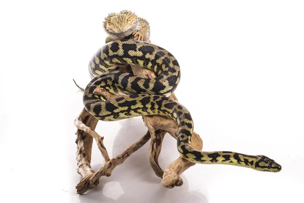 Pretty cool lizard and cute snake python in friendly embraces on a white background — Stock Photo, Image