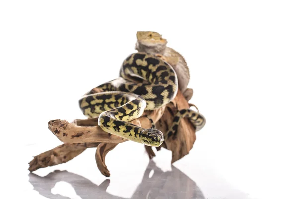 Oldukça serin kertenkele ve sevimli yılan python ile beyaz bir arka plan üzerinde dostça kucaklıyor